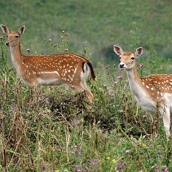 la pequena africa