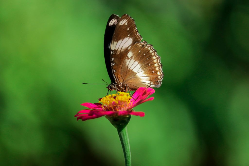 butterfly park