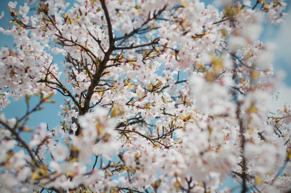 almond and cherry blossoms in malaga