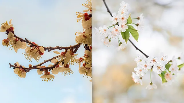 blossoms in malaga