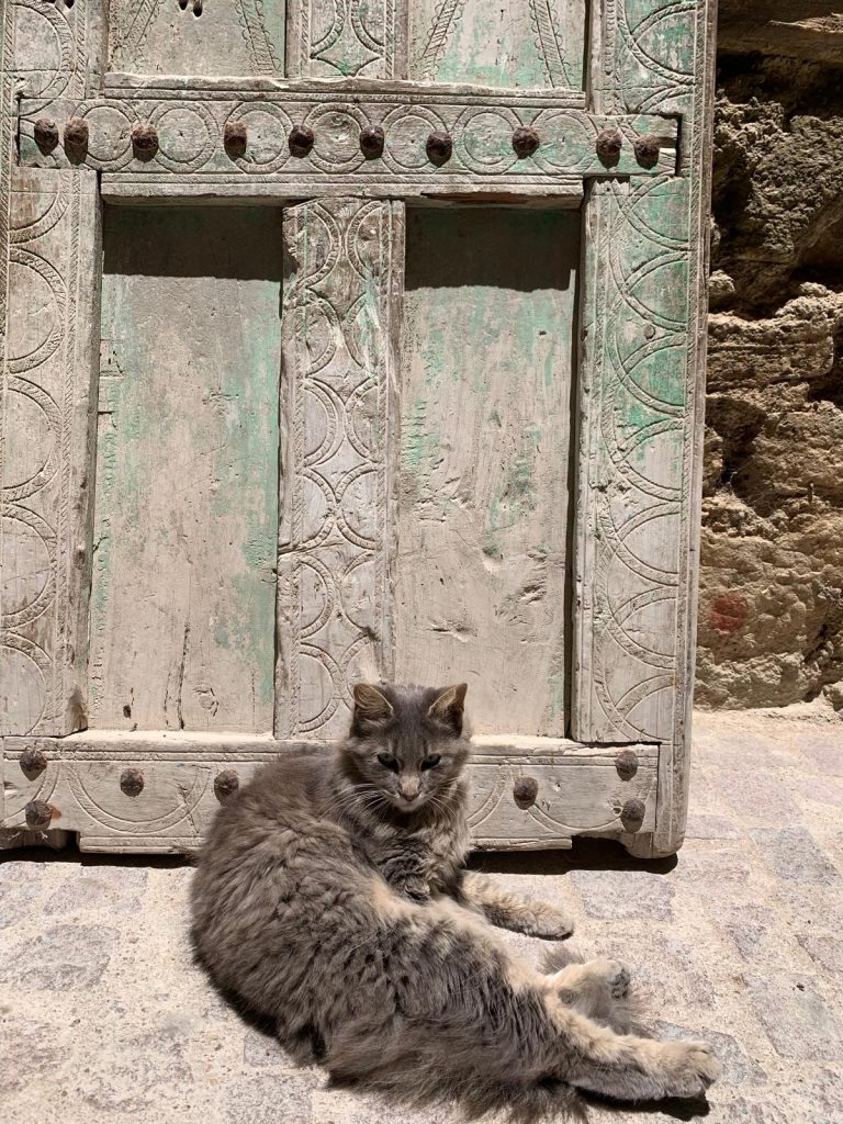 cat in essaouira