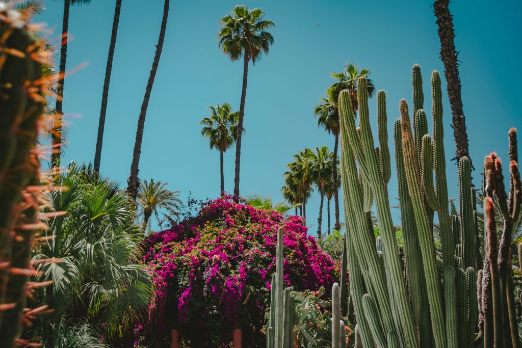 Jardin Majorelle